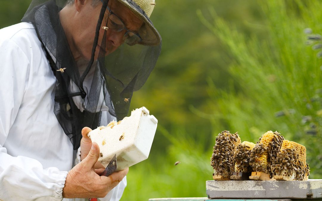 L&rsquo;apiculture : une passion qui ne cesse de s&rsquo;adapter