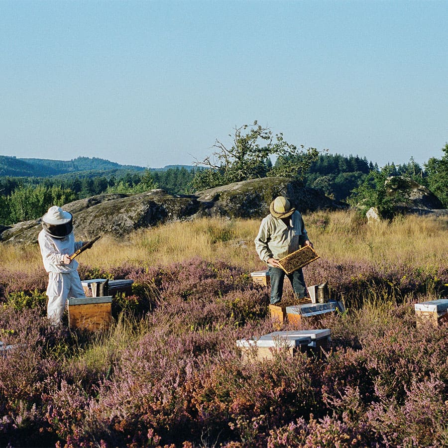 Récolte de miel de bruyère callune sur le plateau de Millevaches en Limousin.