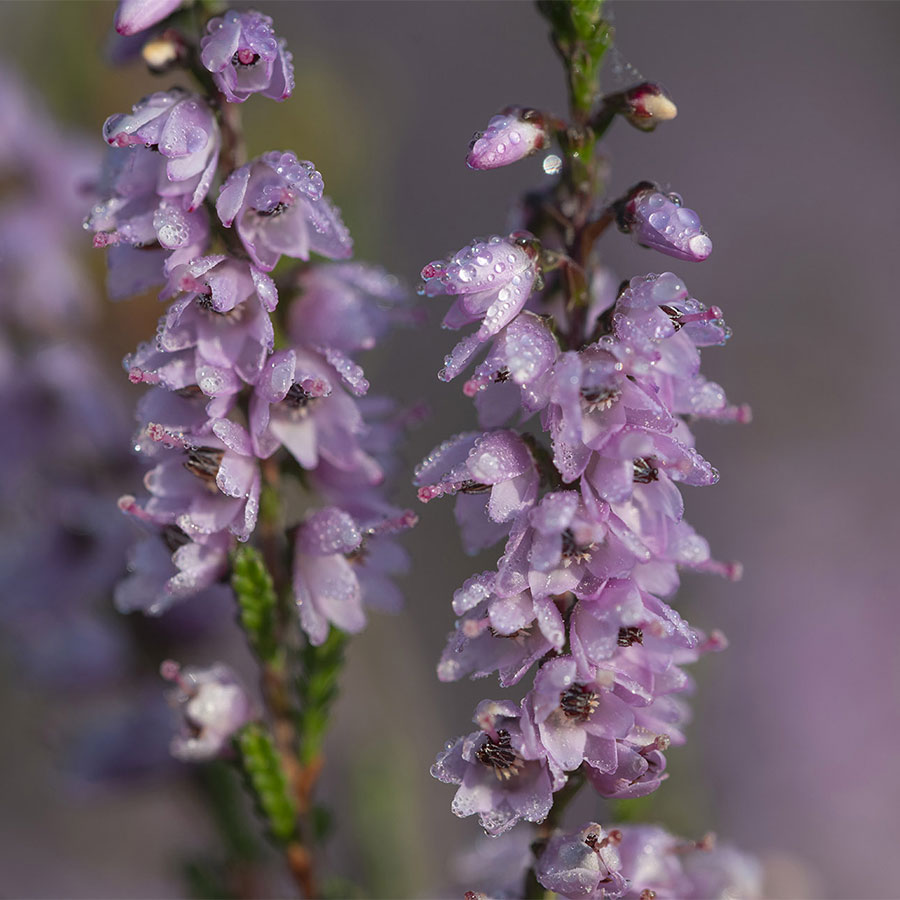 Fleurs de bruyère callune.